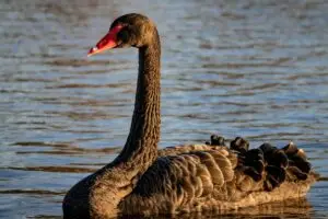 Black Swan Event